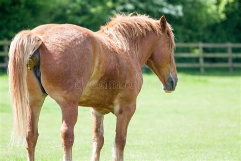 horse asshole|Inspecting horses anus and vulva 